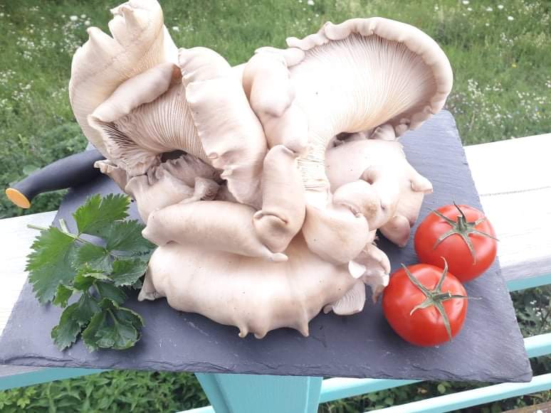Gombásak (is) vagyunk